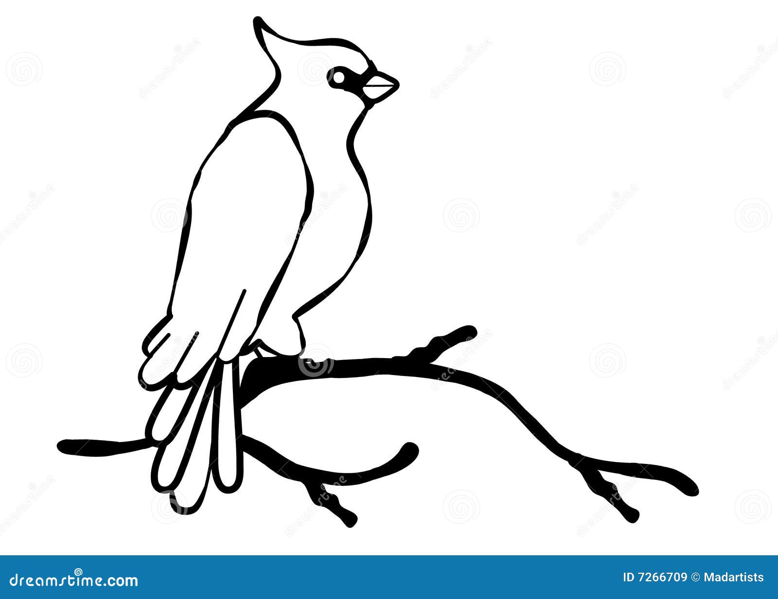 Cardinal Bird Line Art stock illustration. Illustration of cartoonish