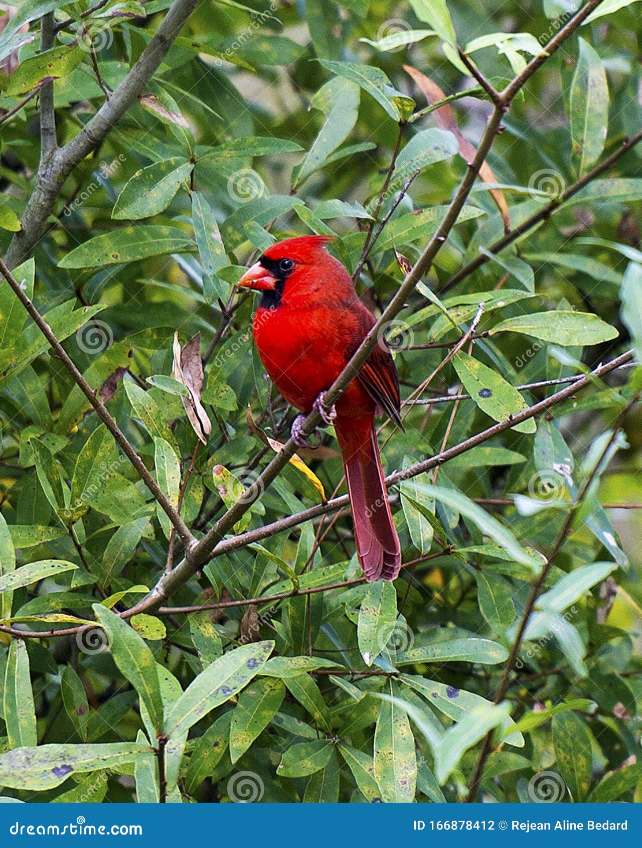 Beautiful Cardinal Portrait | Scarf