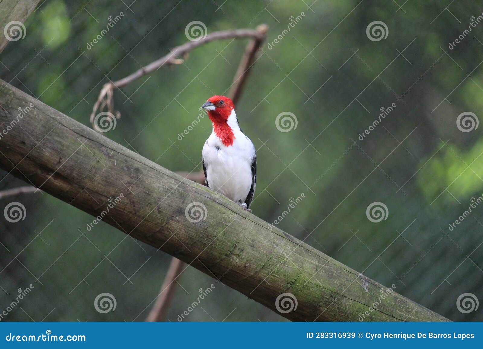 a cardinal bird standing on a wood
