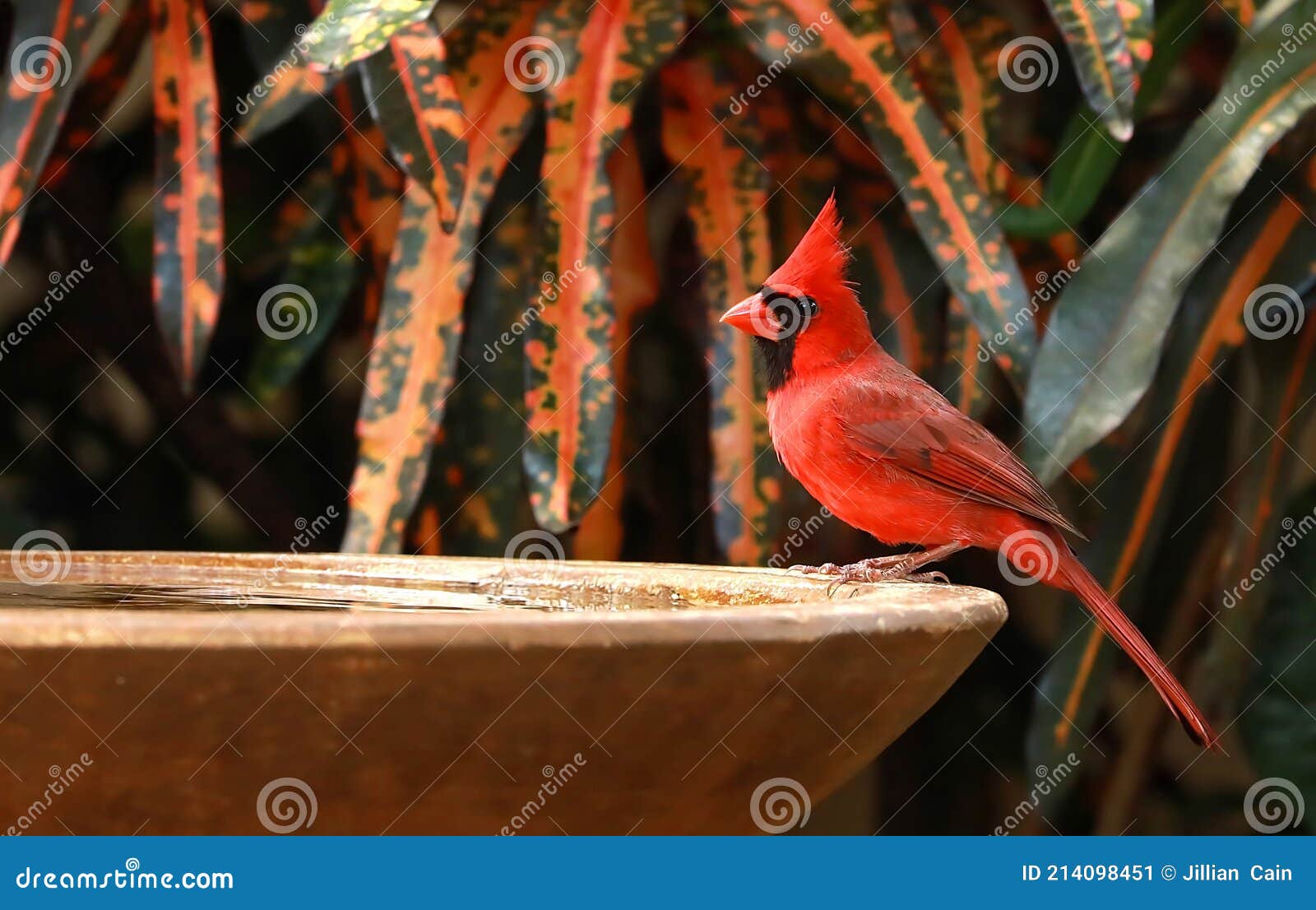cardinal bird visits a bird bath