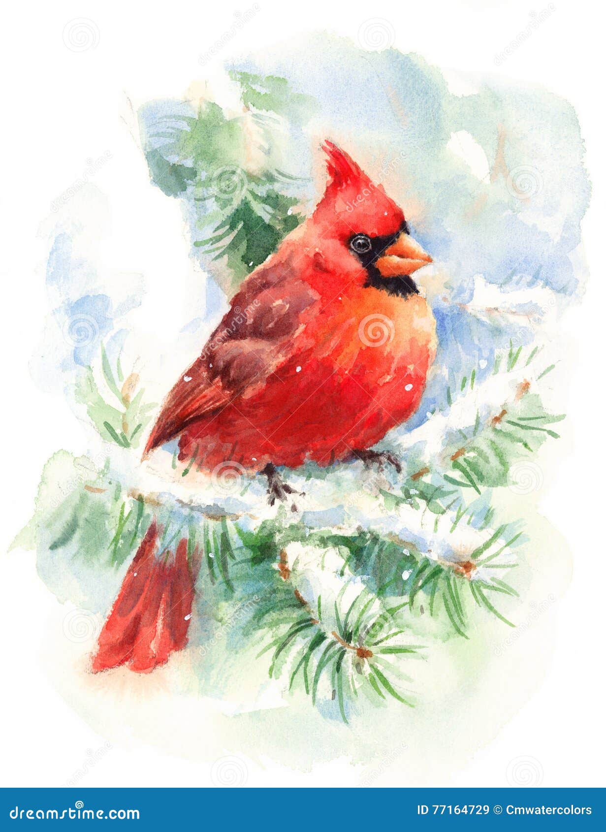 Cardinal Bird Watercolor Winter Illustration Hand Painted Stock