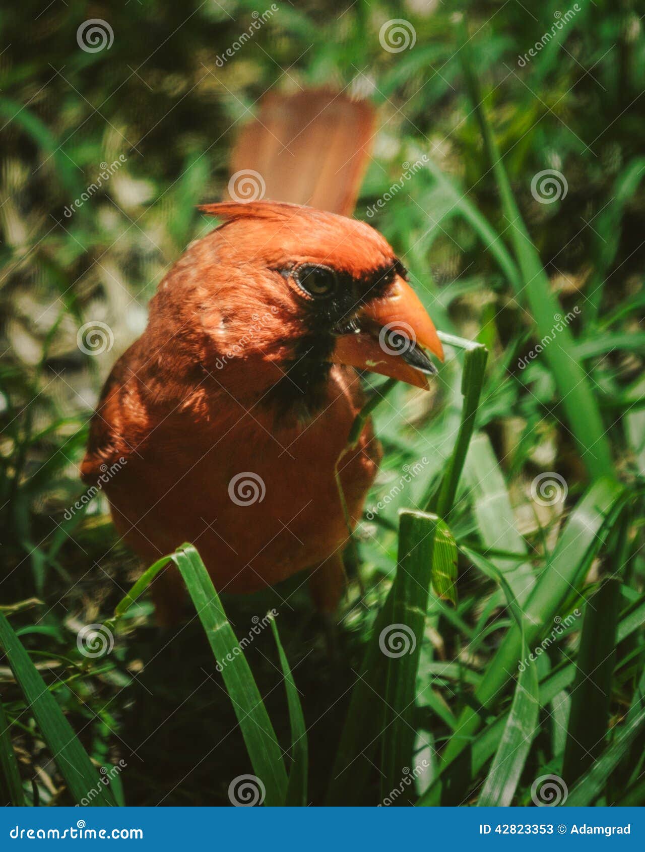 Cardinal eating seed stock image. Image of cardinal, birds 42823353