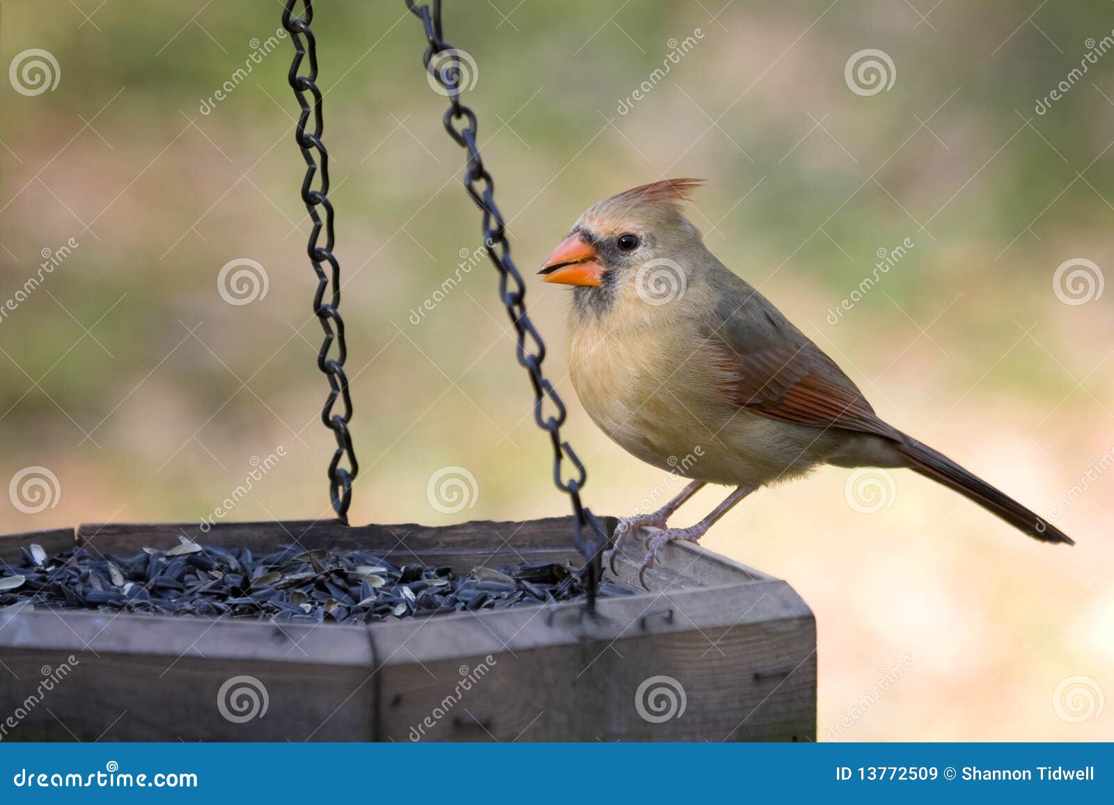 Cardinal Eating Sunflower Seed Stock Image Image of bird, back 13772509