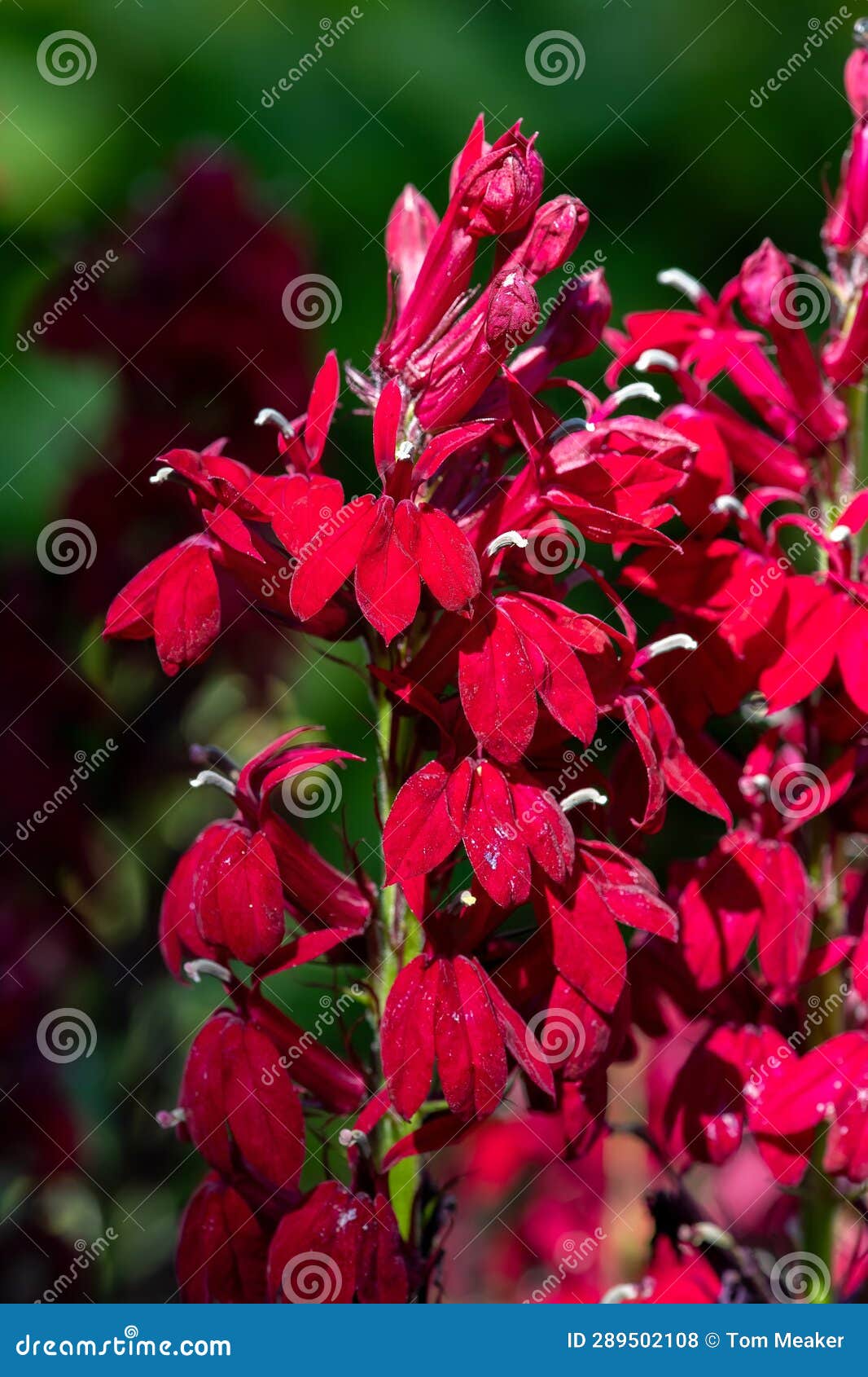 Cardinal Flowers (lobelia Cardinalis Stock Photo - Image of plant, time ...