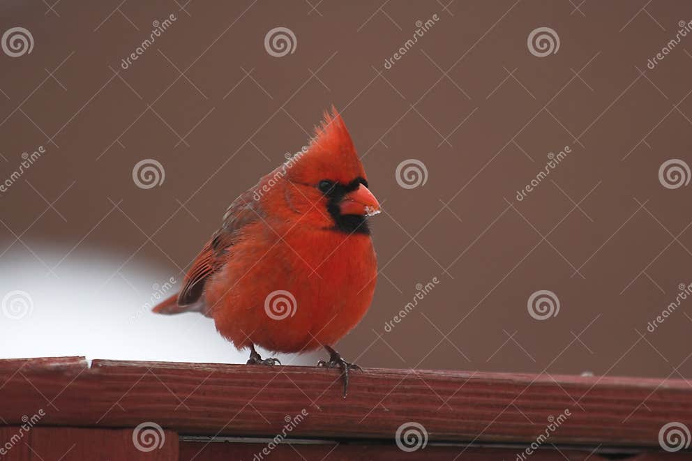 Cardinal & ice stock image. Image of nature, hungry 531377