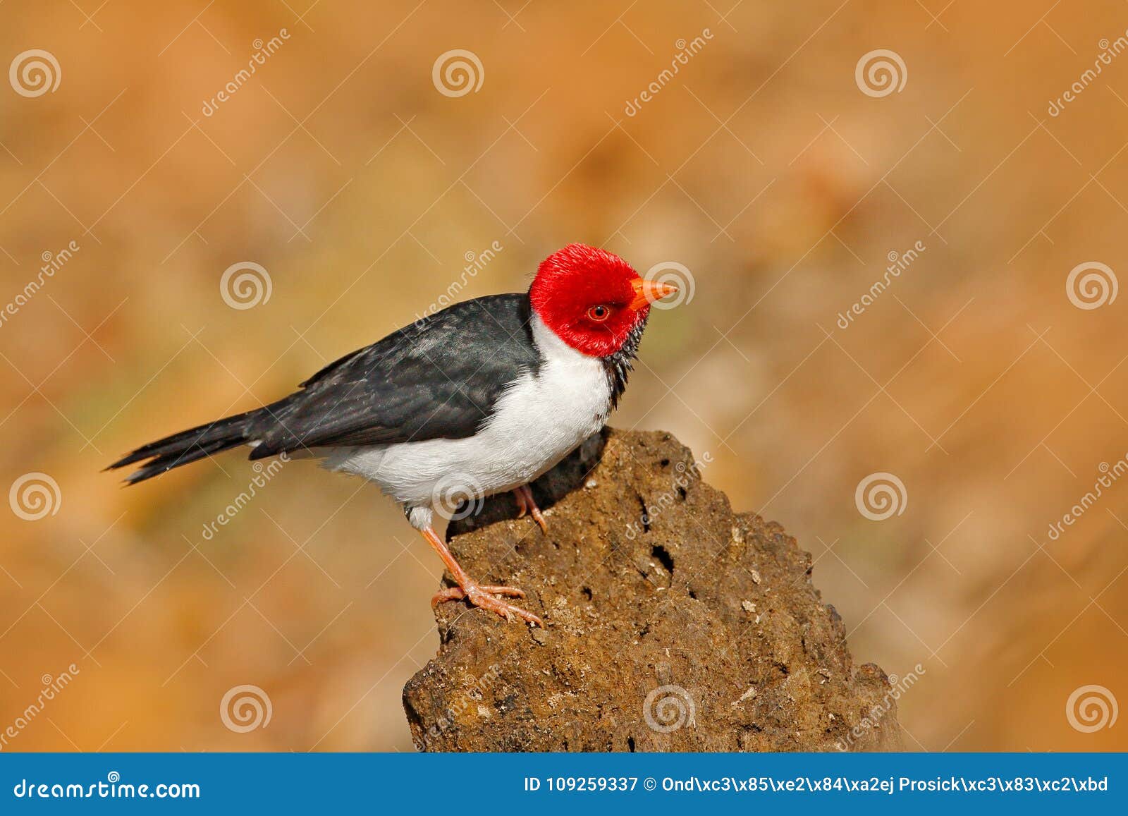 Cardinal Jaune Affiché Capitata De Paroaria Oiseau Noir Et