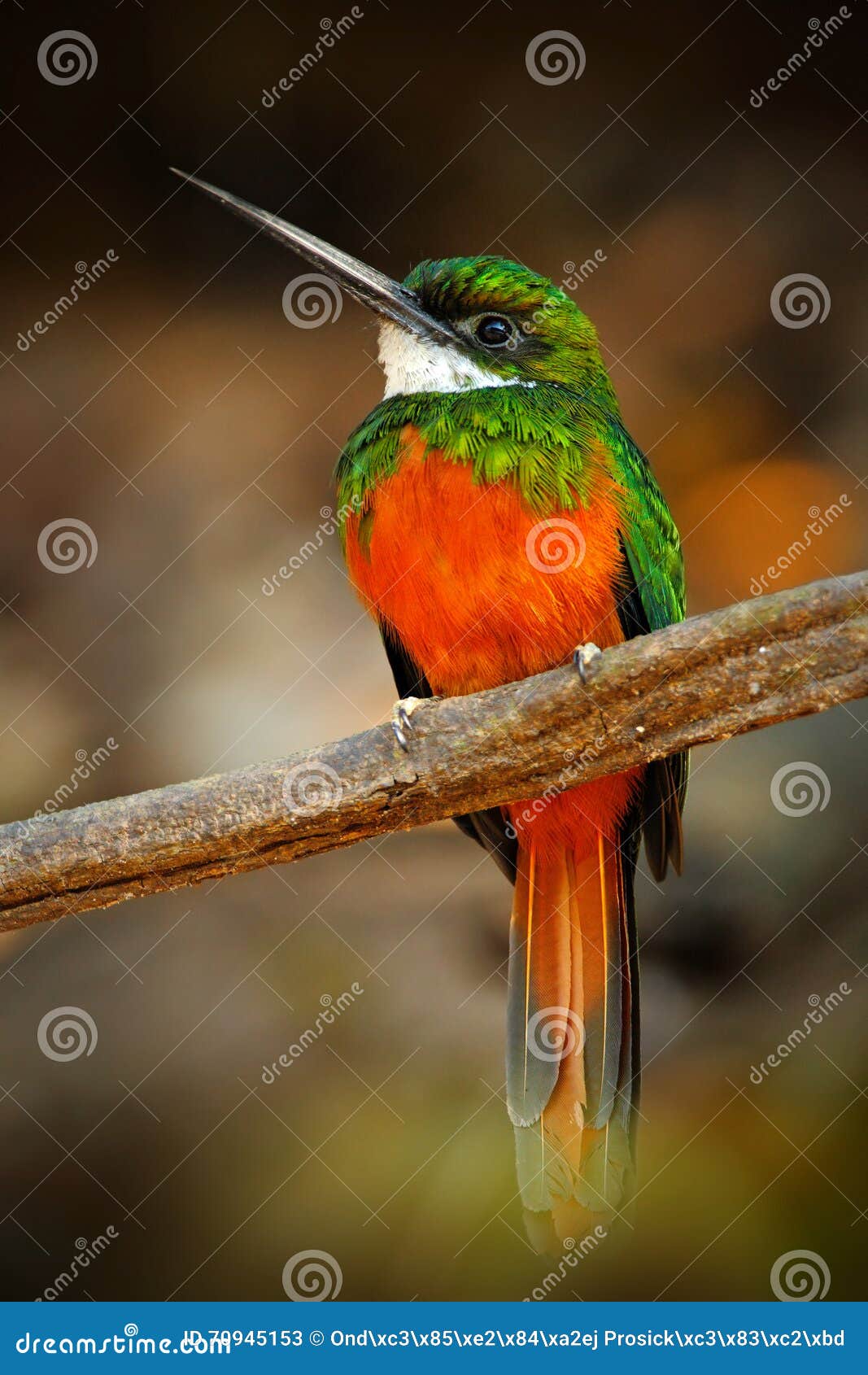 Cardinal Jaune Affiché Capitata De Paroaria Oiseau Noir Et
