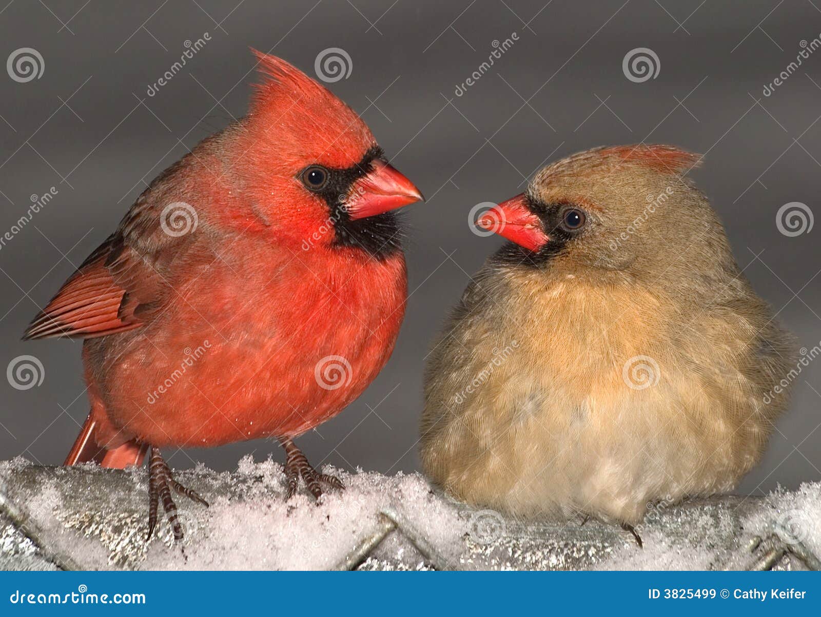 cardinal love