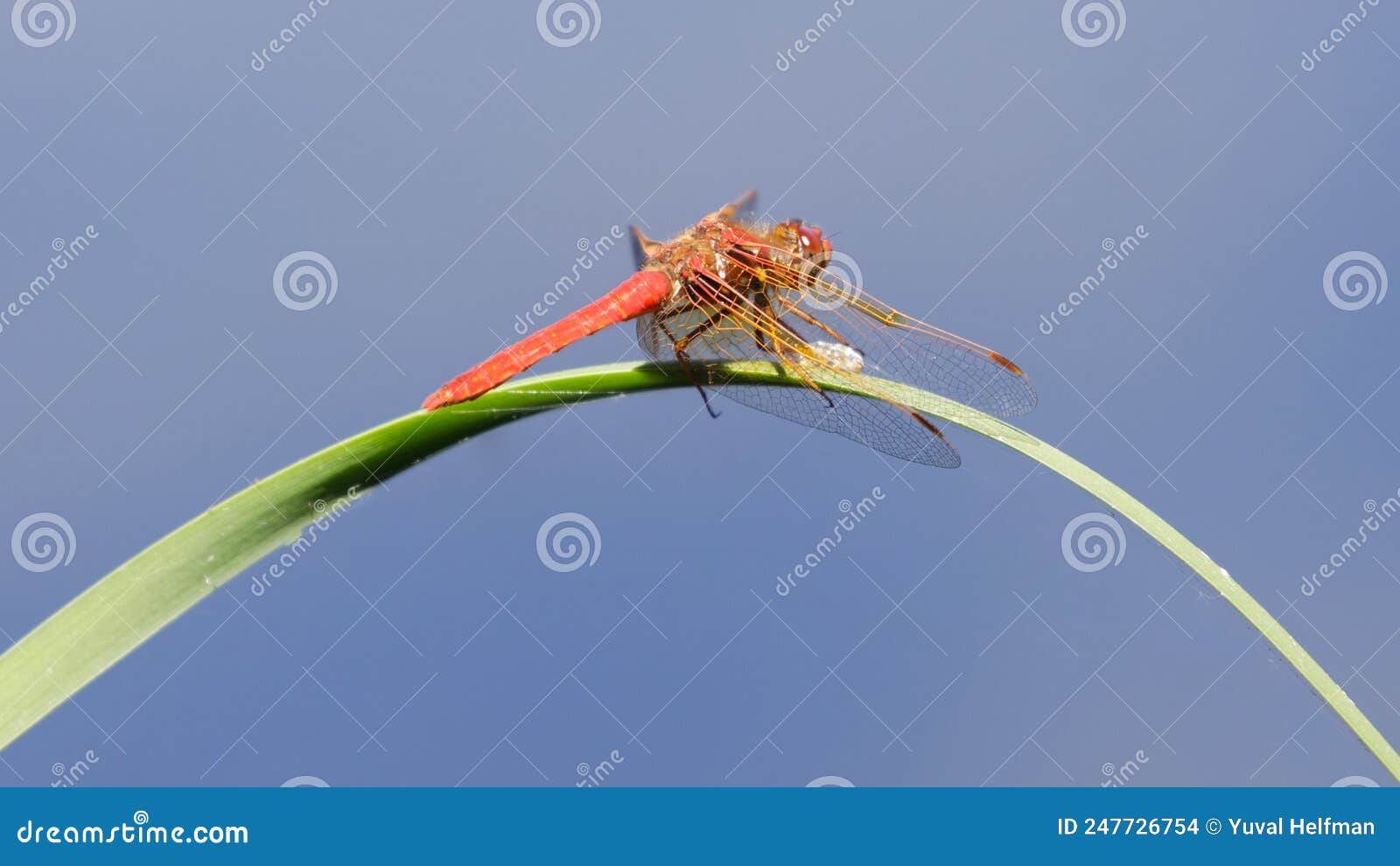 cardinal meadowhawk resting on grass blade