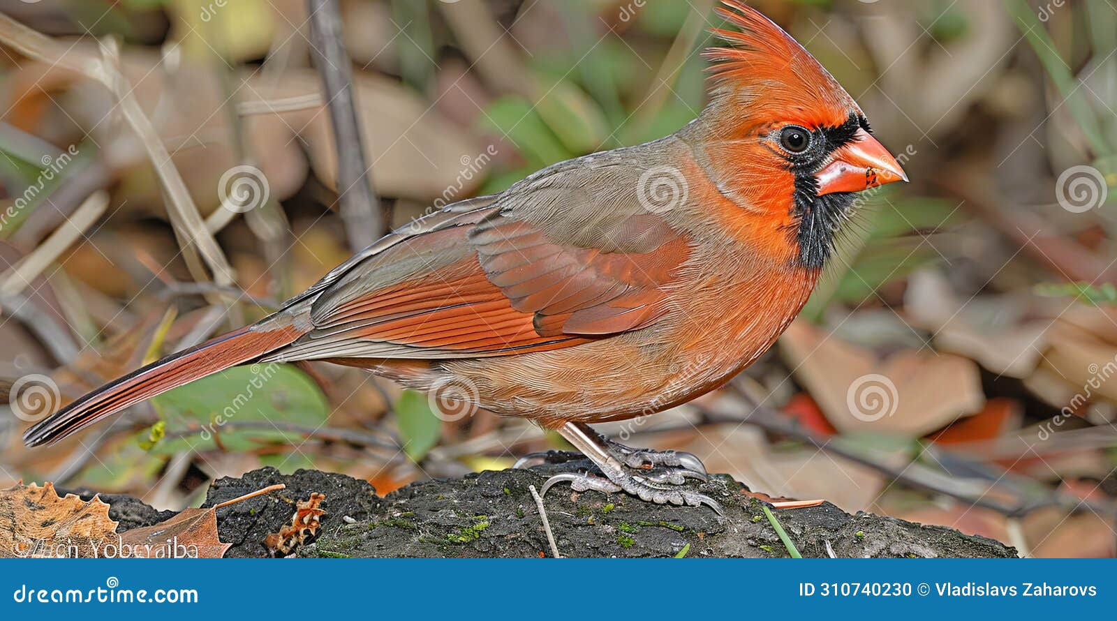 a cardinal sitting on a tree branch, delighting the eye with his bright red pluma