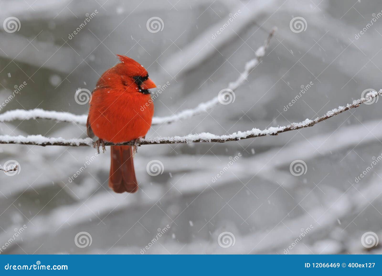 cardinal snow 1