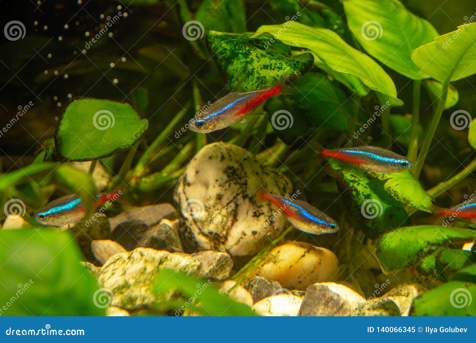 Cardinal Tetra in Aquariun on the Background of Plants Stock Image