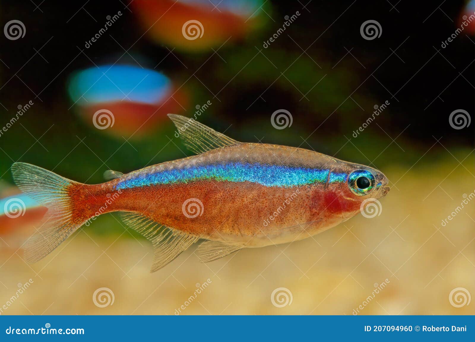 Cardinal Tetra (Paracheirodon axelrodi)