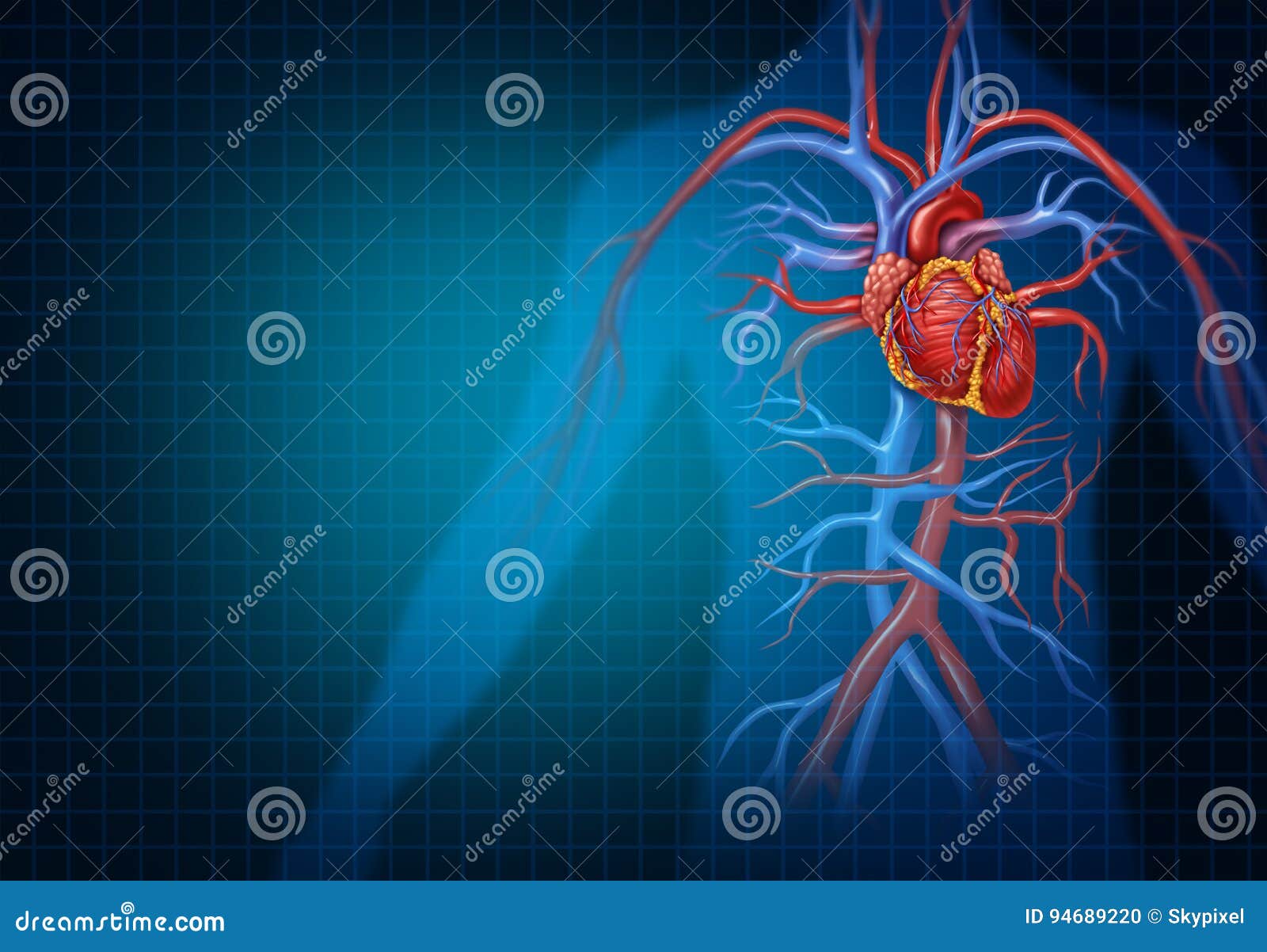 cardiology and cardiovascular heart concept