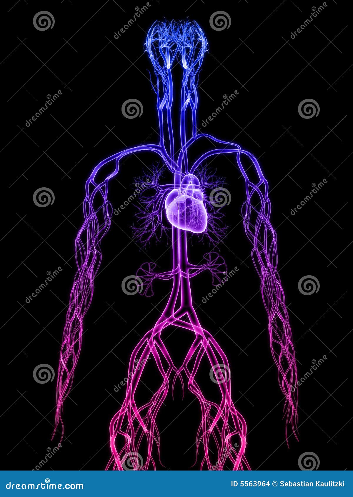 cardiovascular system
