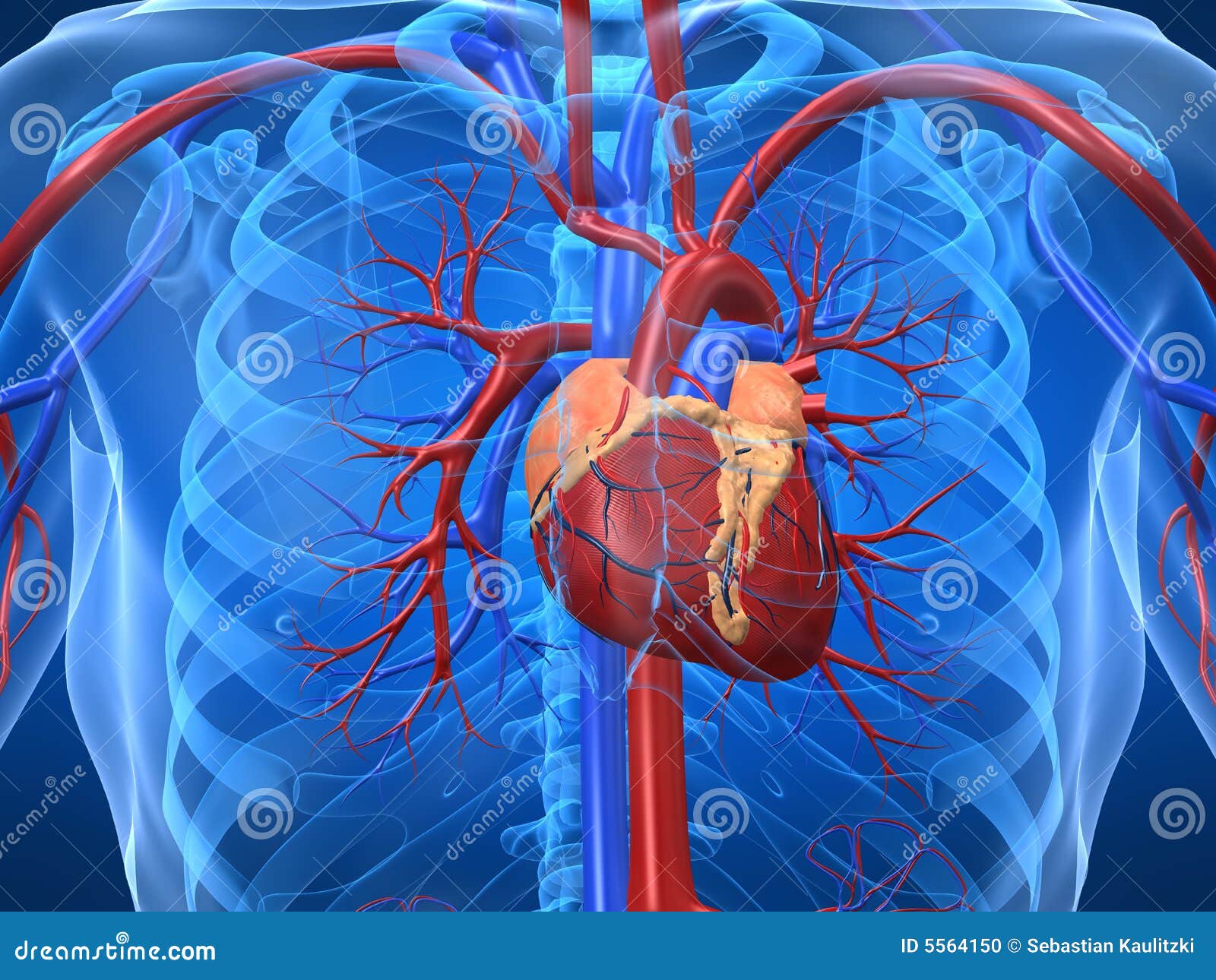 cardiovascular system