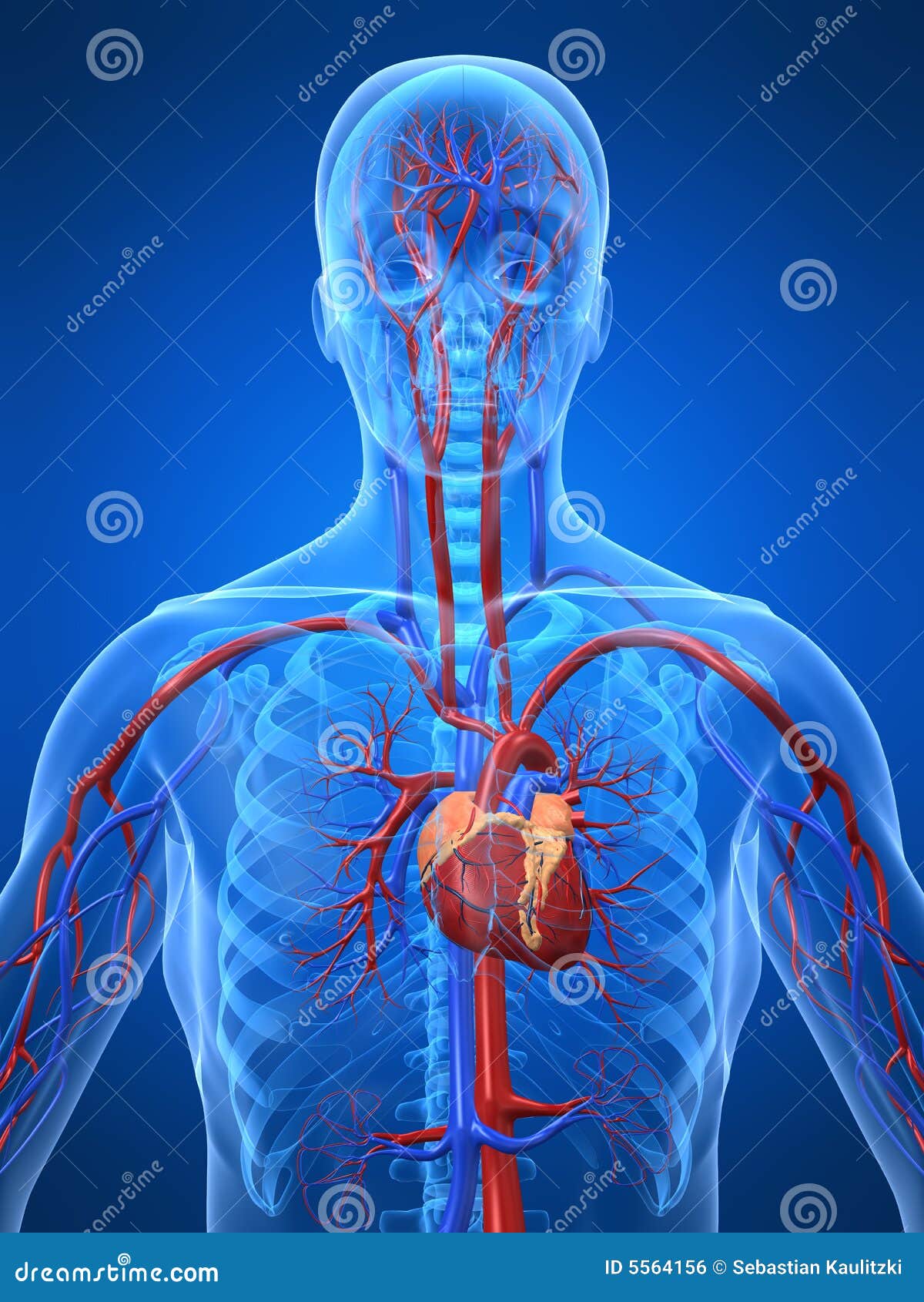 Cardiovascular System Royalty Free Stock Image - Image: 5564156