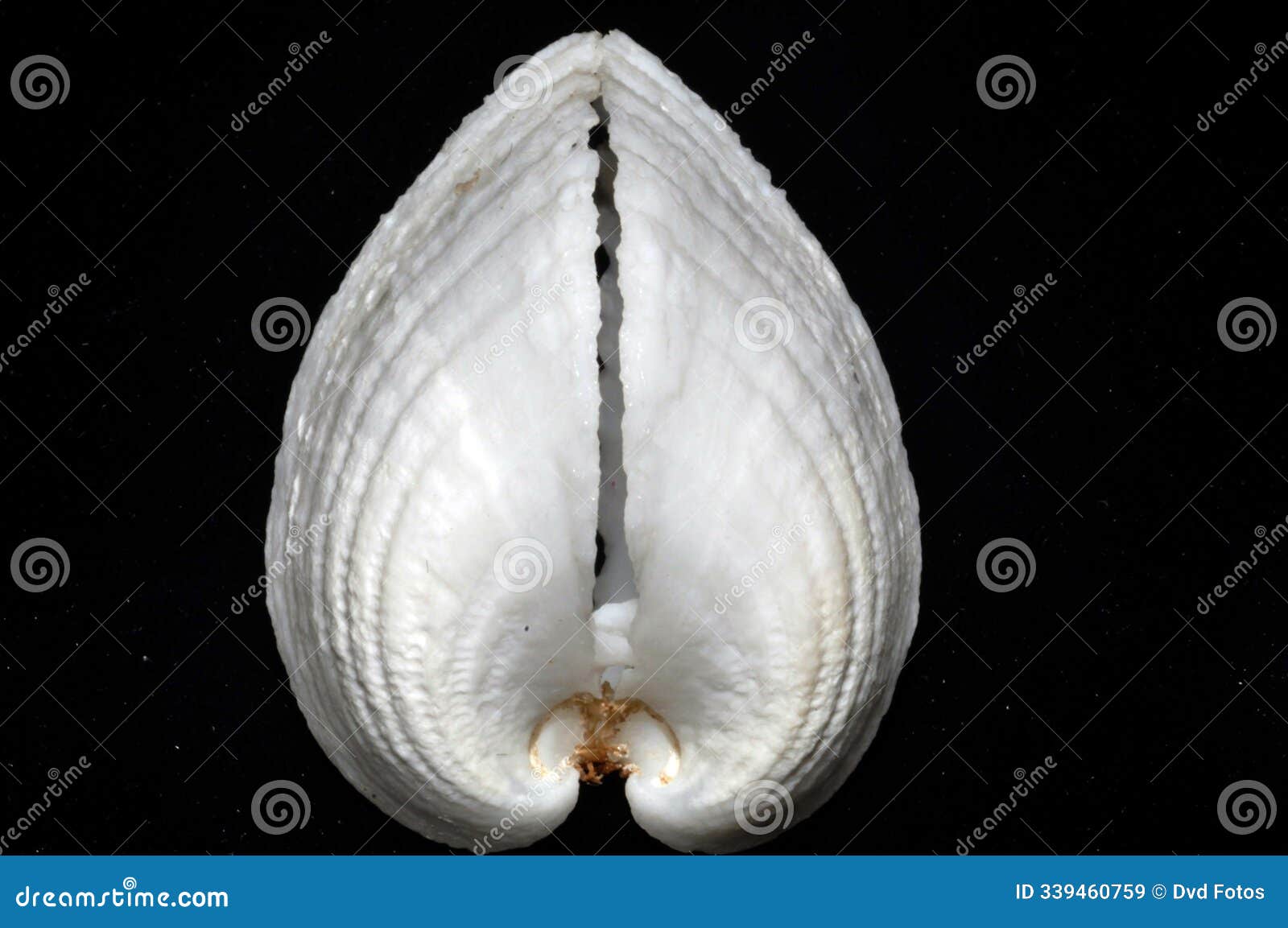 cardium cardissa shell seashell