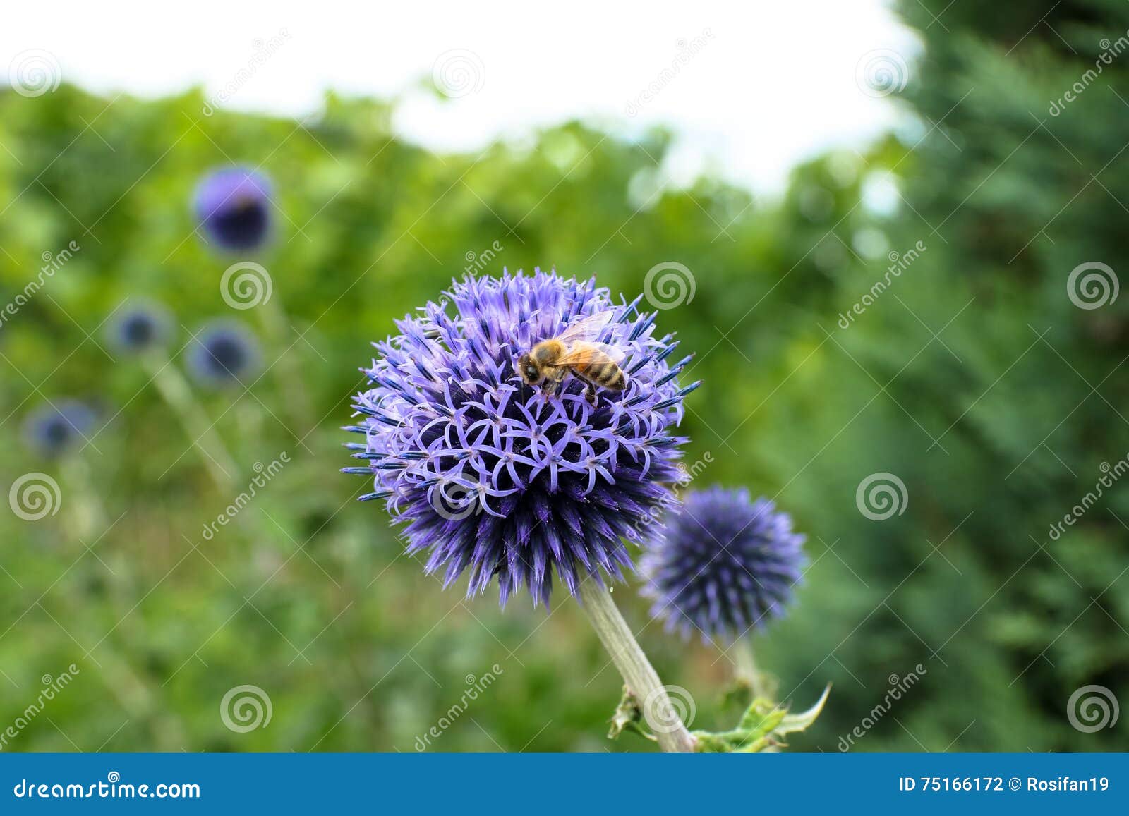 Cardo violeta foto de archivo. Imagen de hoja, flora - 75166172