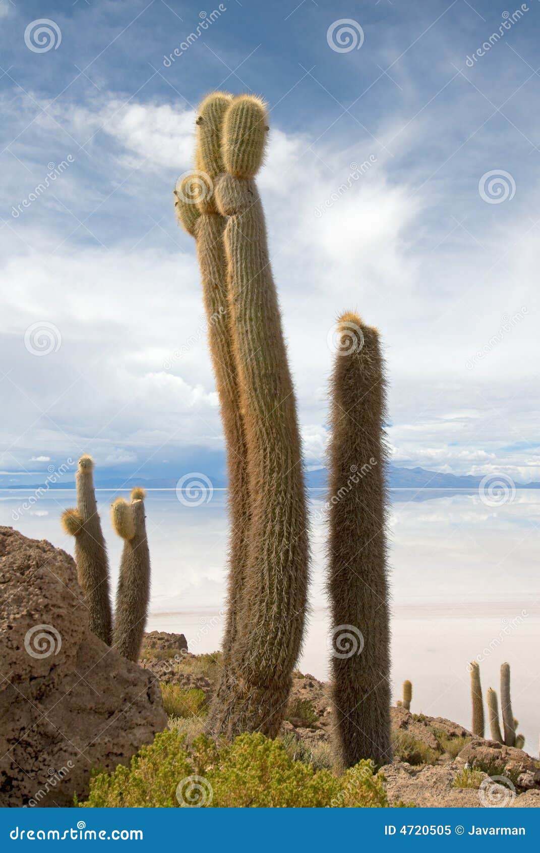 cardon cactus at isla de pescado