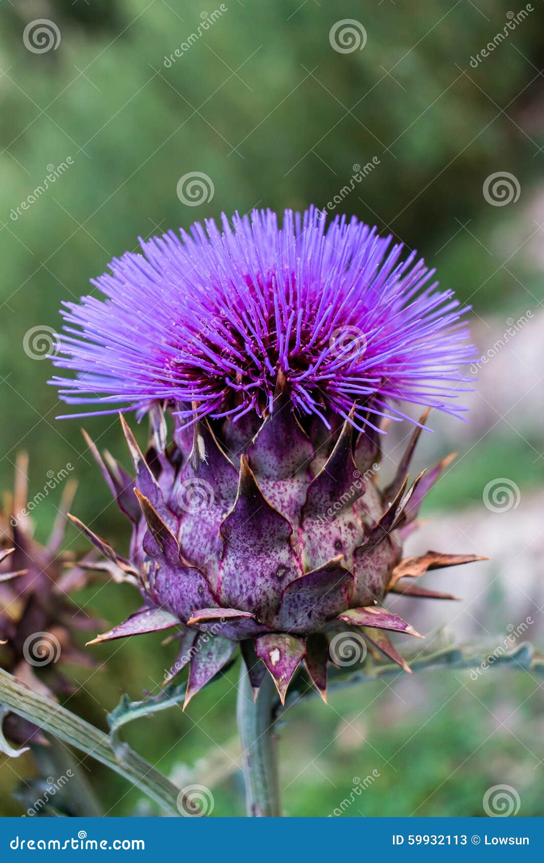 cardoon, cynara cardunculus, flower over green background