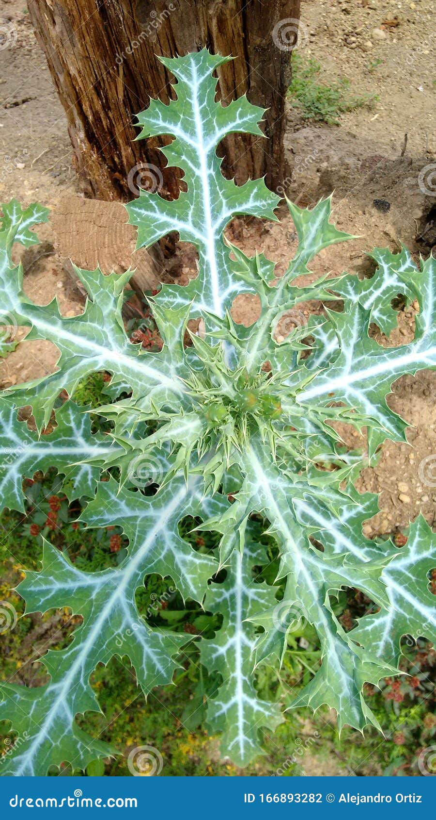 cardos creciendo en forma silvestre en el campo