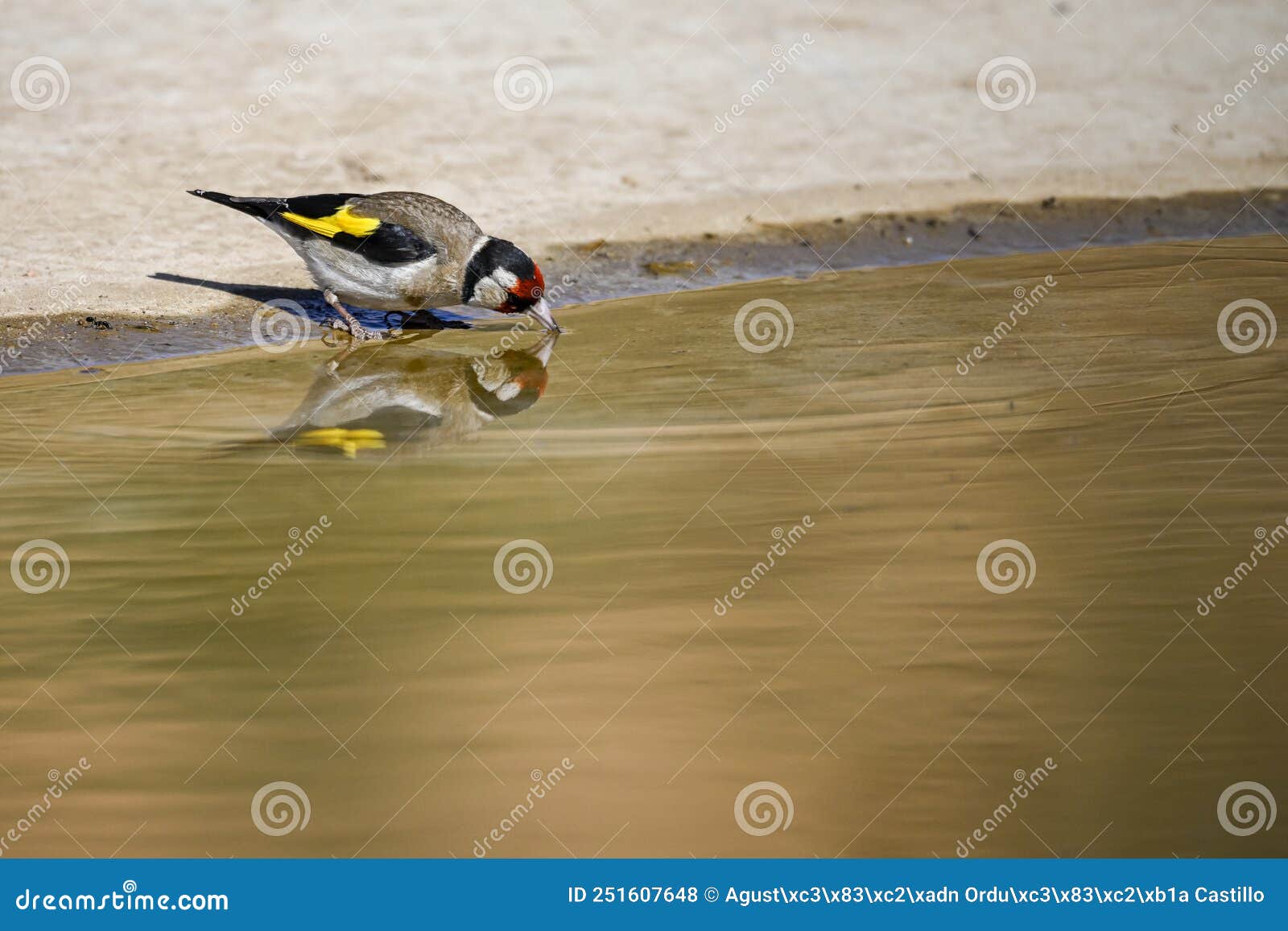 carduelis carduelis - el jilguero europeo o cardelina es un ave paseriforme perteneciente a la familia de los pinzones