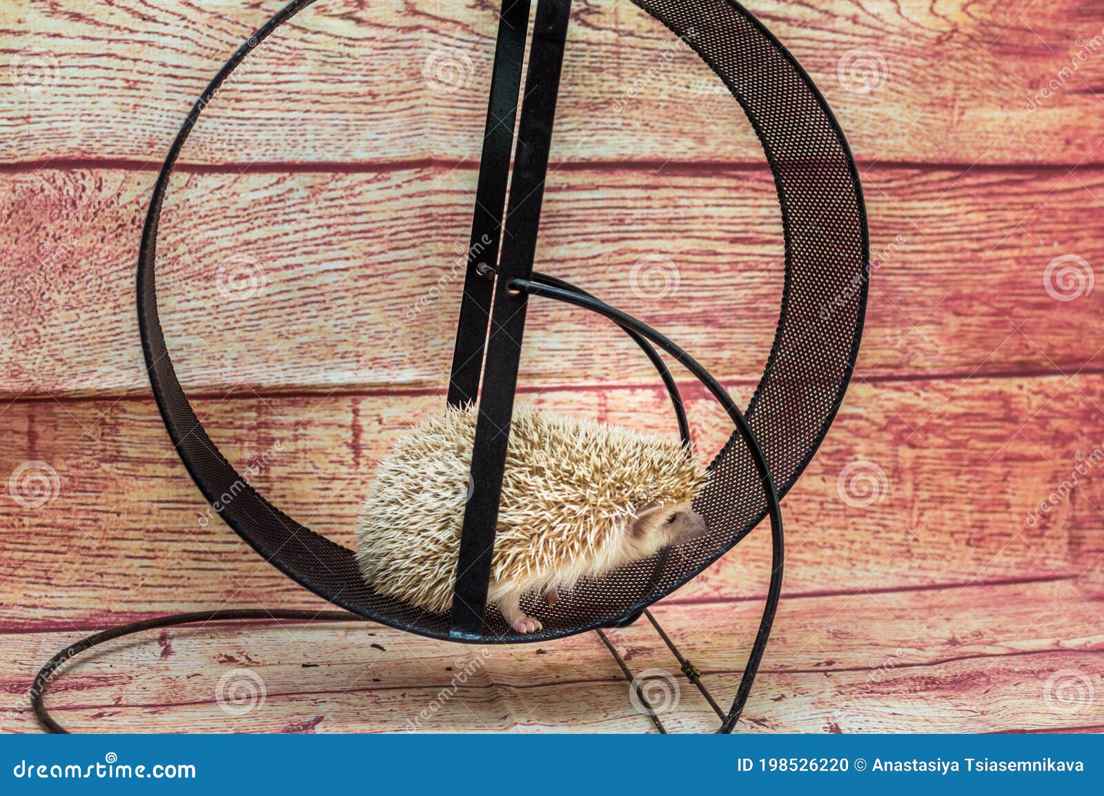 Care of African Hedgehogs in the Apartment. the Hedgehog Runs in the