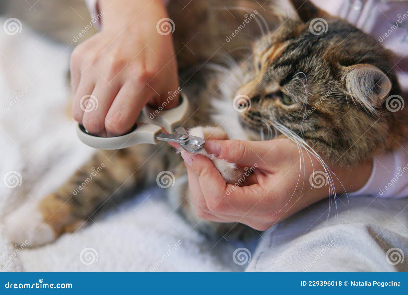 How To Trim a Cat's Nails | Chewtorials - YouTube