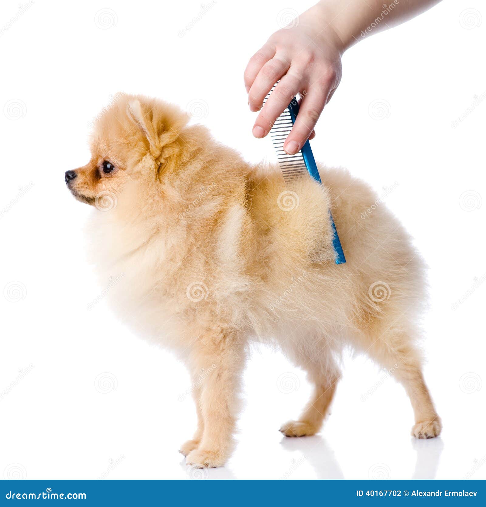 Care for dog hair stock photo. Image of close, breed 40167702