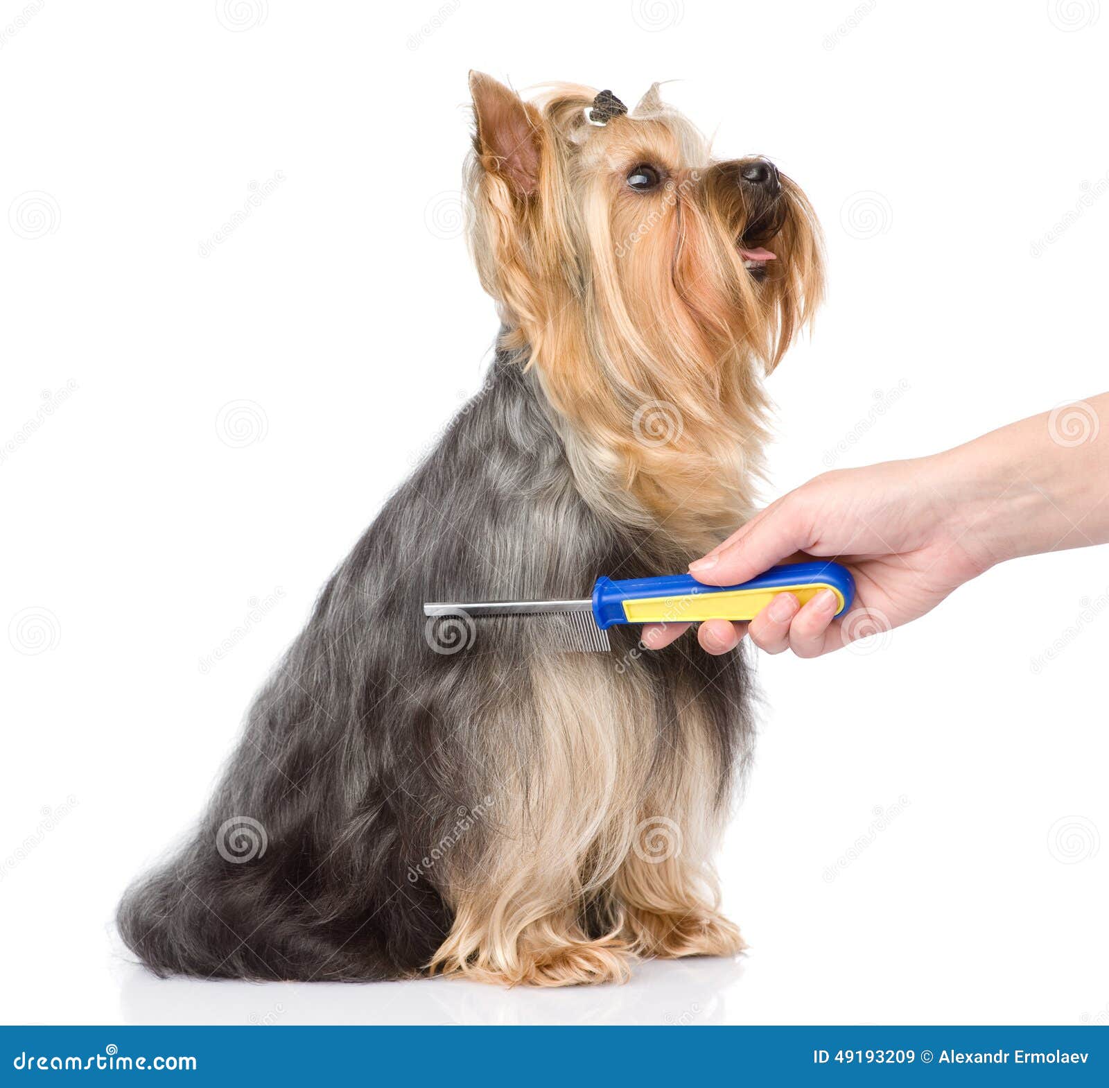 Care for Dog Hair. Isolated on White Background Stock Image Image of