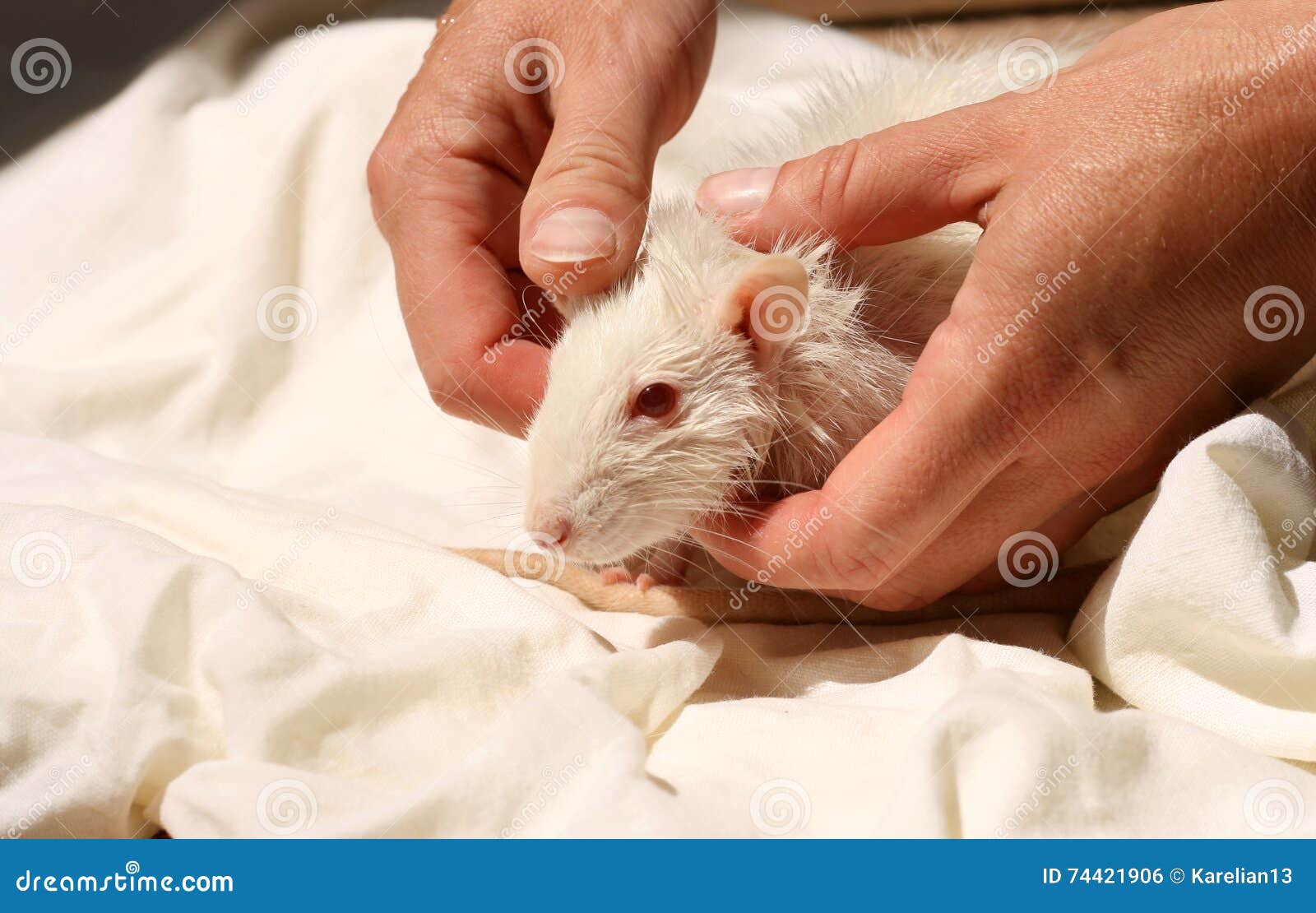 Care for a domestic rat stock photo. Image of closeup 74421906