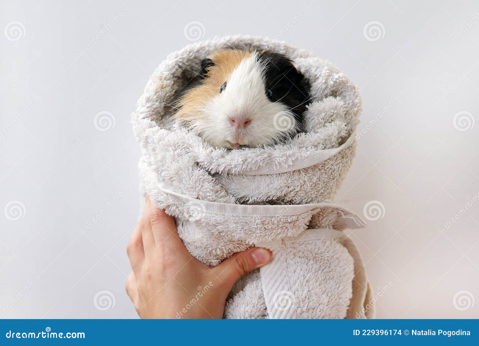 Bathing Animals Guinea Pig Care for Animals Stock Photo Image of