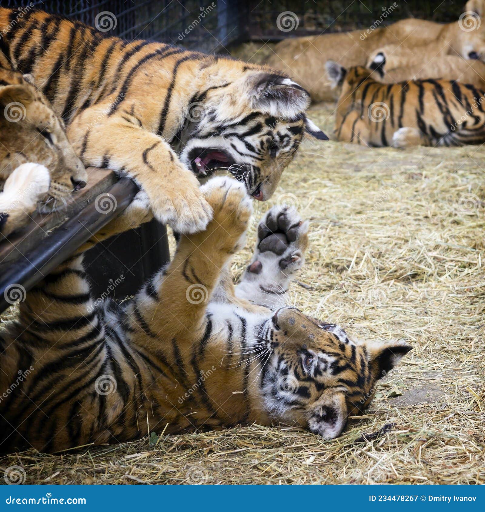 Tiger Cubs and Lion Cubs Play in the Zoo. 3 Stock Image - Image of cats,  carelessness: 234478267