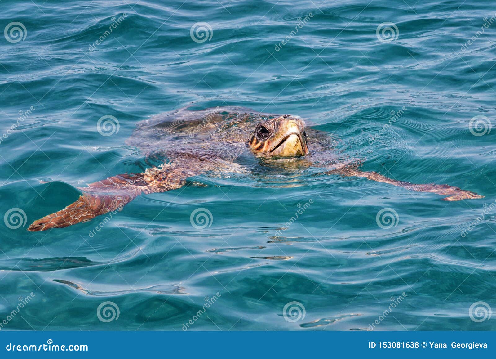 caretta caretta turtle from zakynthos