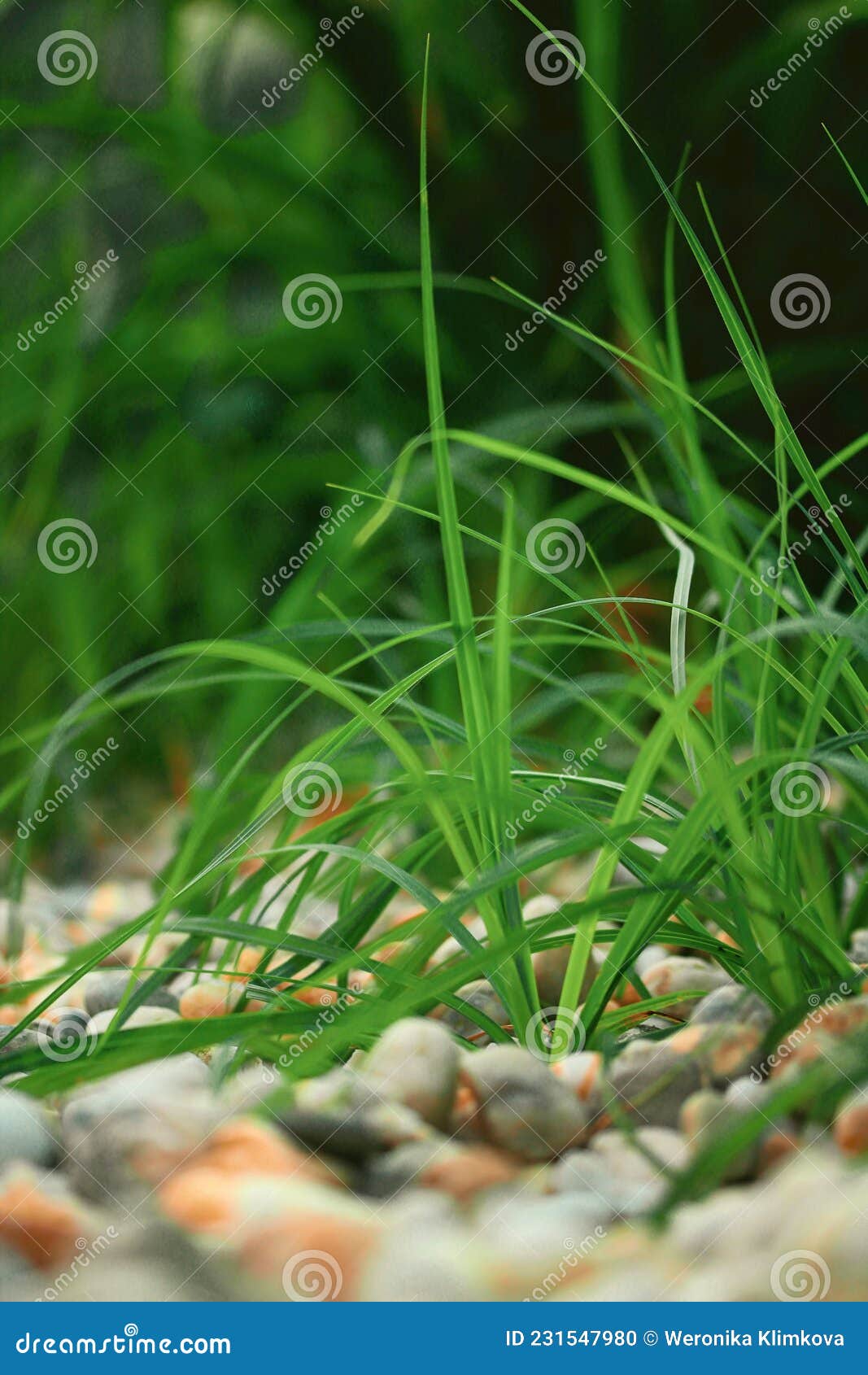 carex flacca