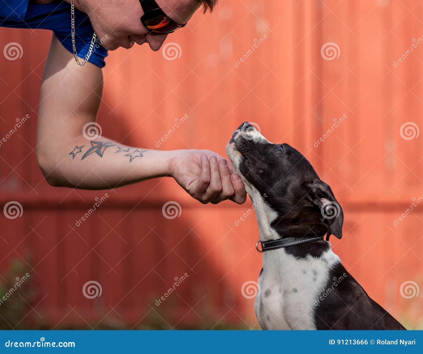 Carezza del cane. Insegua la carezza, il cane di coccole, cane sveglio felice