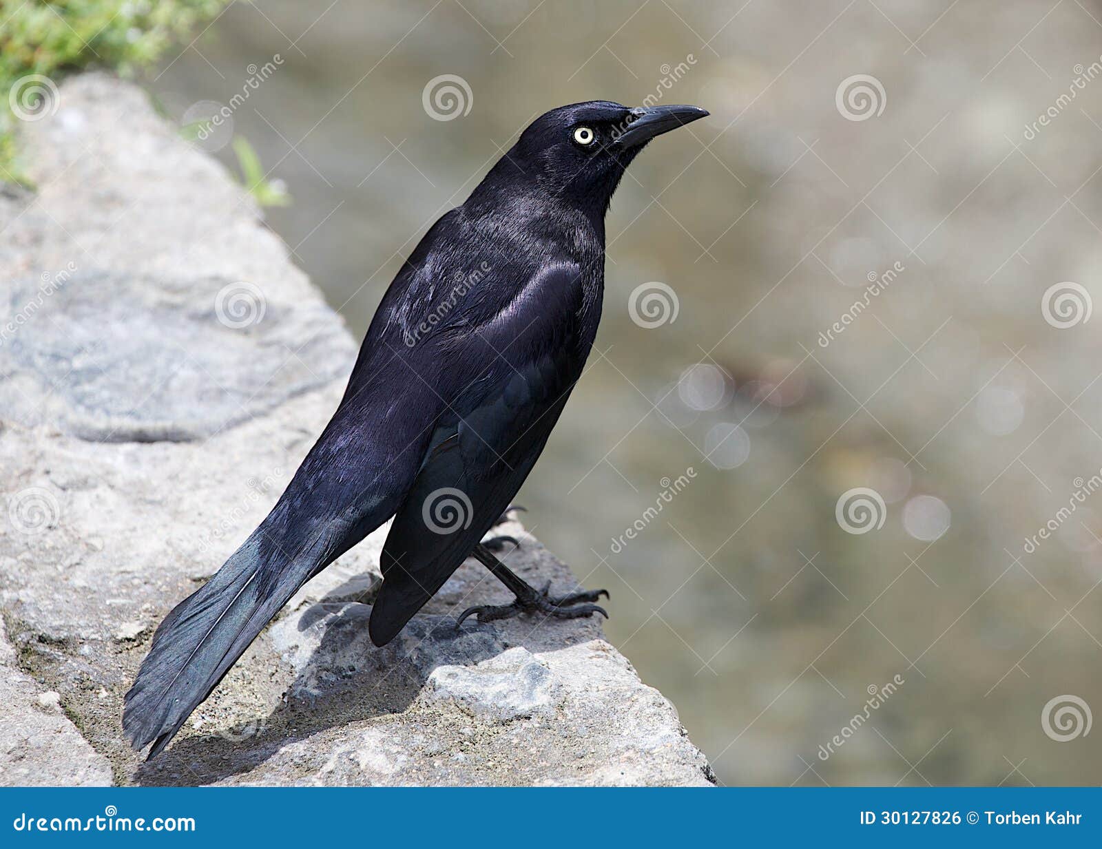 carib grackle, quiscalus lungubris