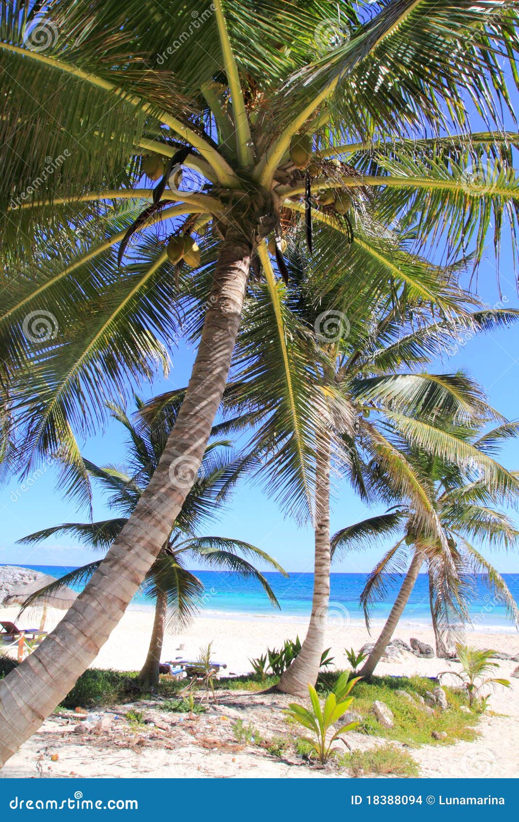 Caribbean Coconut Palm Trees In Tuquoise Sea Royalty-Free Stock Photo ...