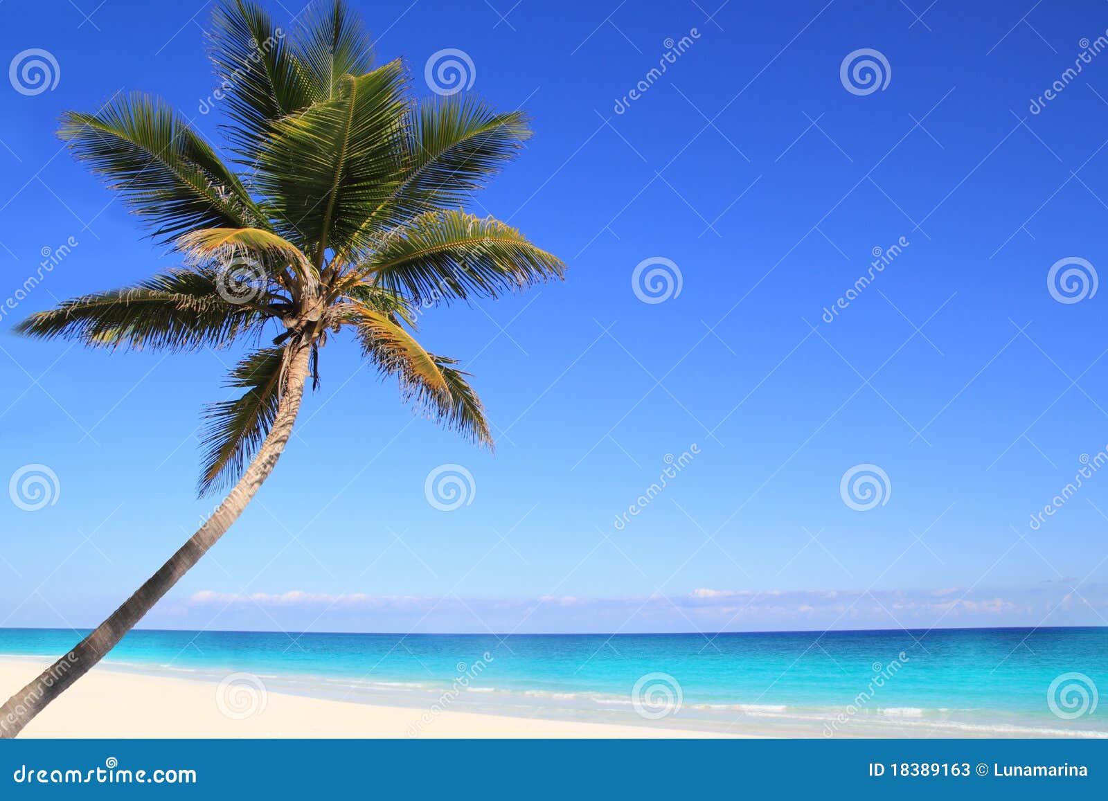 Caribbean Coconut Palm Trees in Tuquoise Sea Stock Image Image of