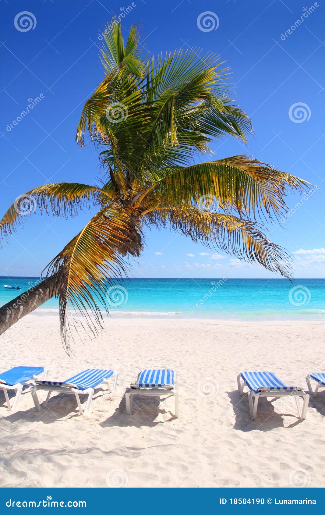 Caribbean Coconut Palm Trees In Tuquoise Sea Royalty-Free Stock Photo ...