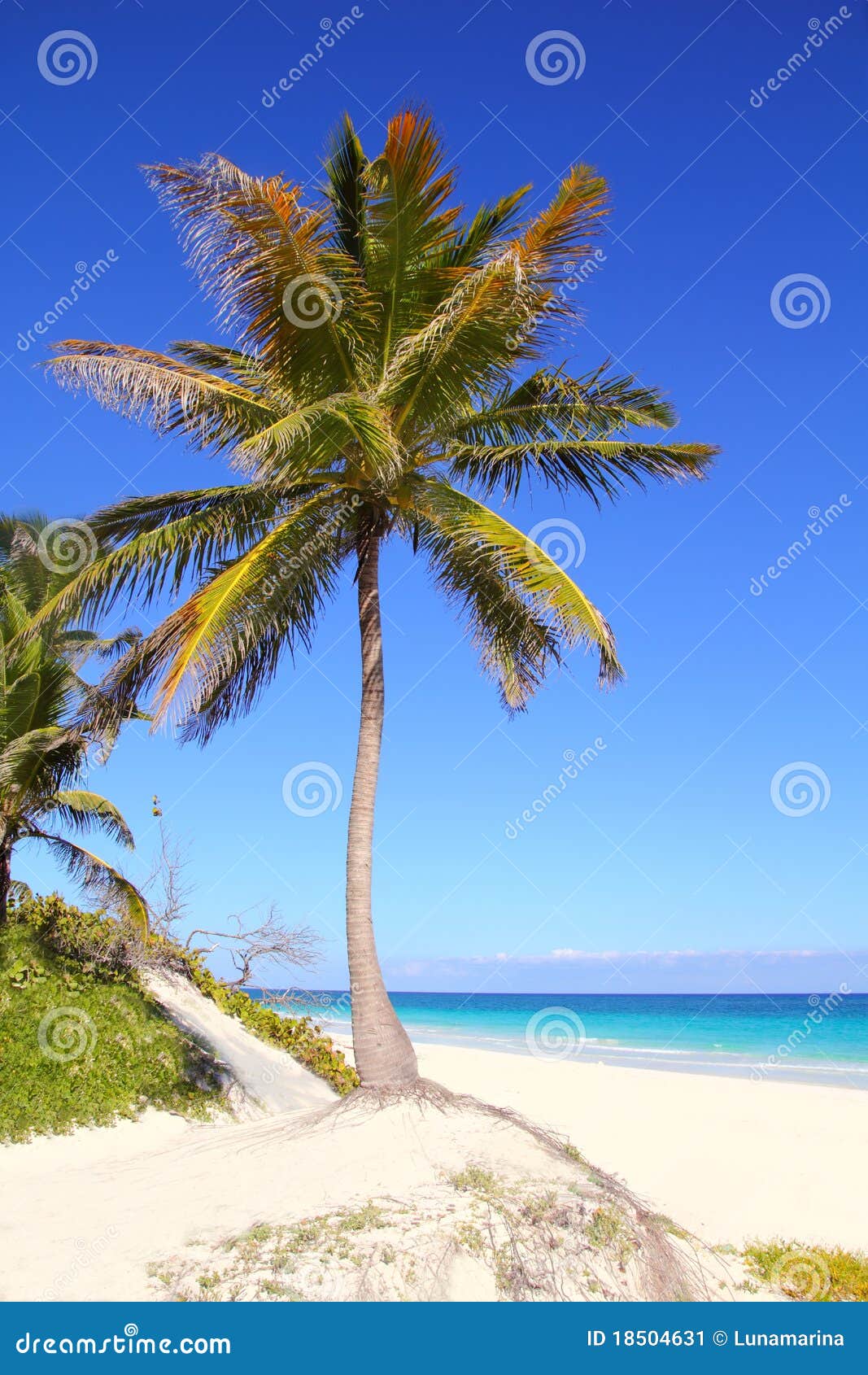 Caribbean Coconut Palm Trees In Tuquoise Sea Royalty-Free Stock Photo ...