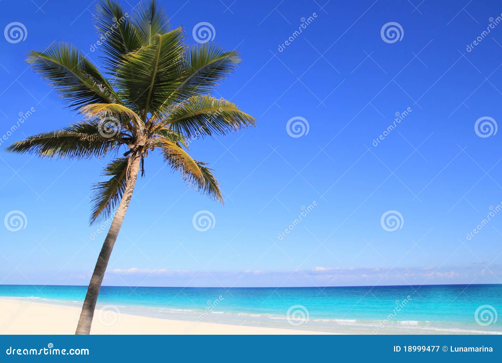 Caribbean Coconut Palm Trees In Tuquoise Sea Royalty-Free Stock Photo ...