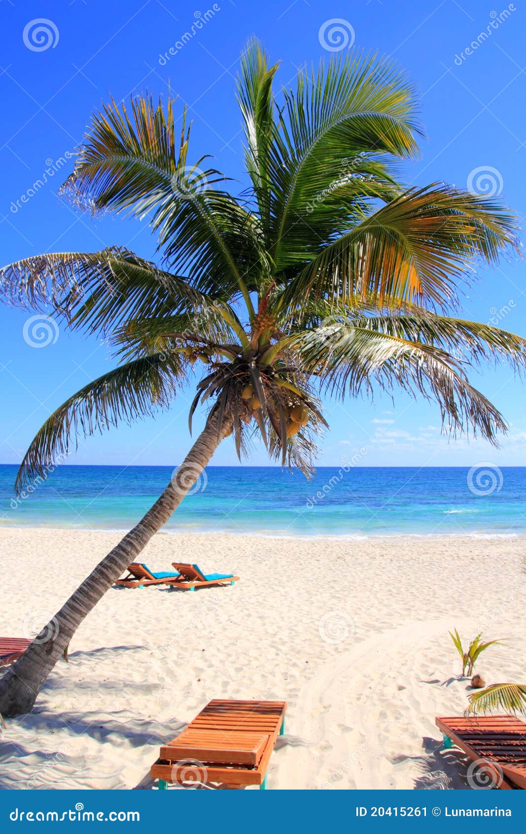 Caribbean Coconut Palm Trees in Tuquoise Sea Stock Image Image of