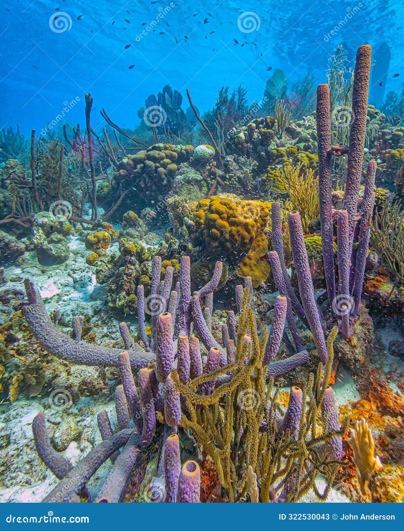 caribbean coral garden off coast of bonaire