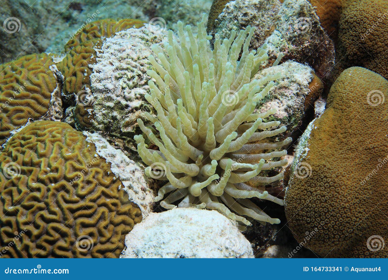 Caribbean giant anemone stock image. Image of macro - 164733341