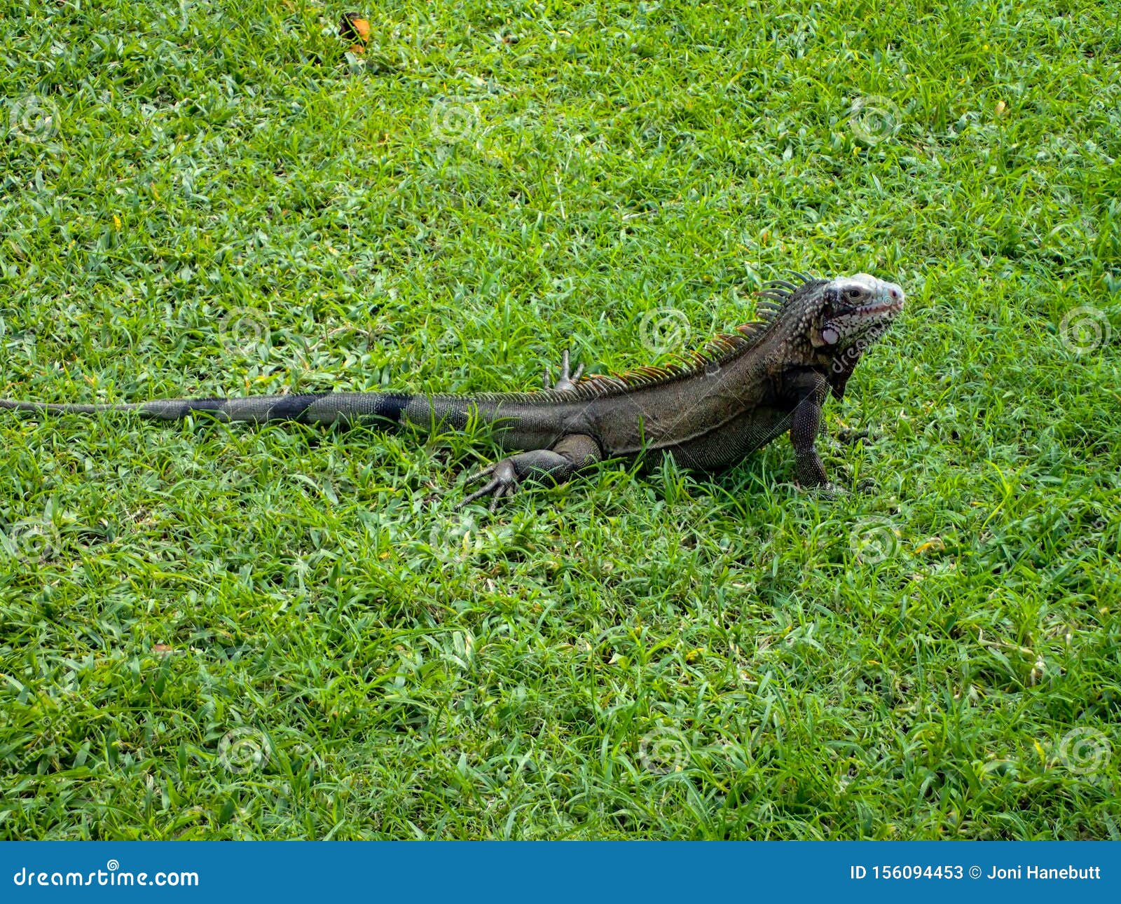 Caribbean Iguana Sitting in the Grass Stock Image Image of bush