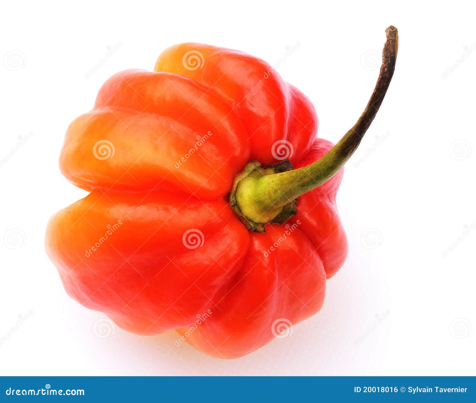 Caribbean Hot Red Chili Pepper Isolated 3 Stock Photo Image of