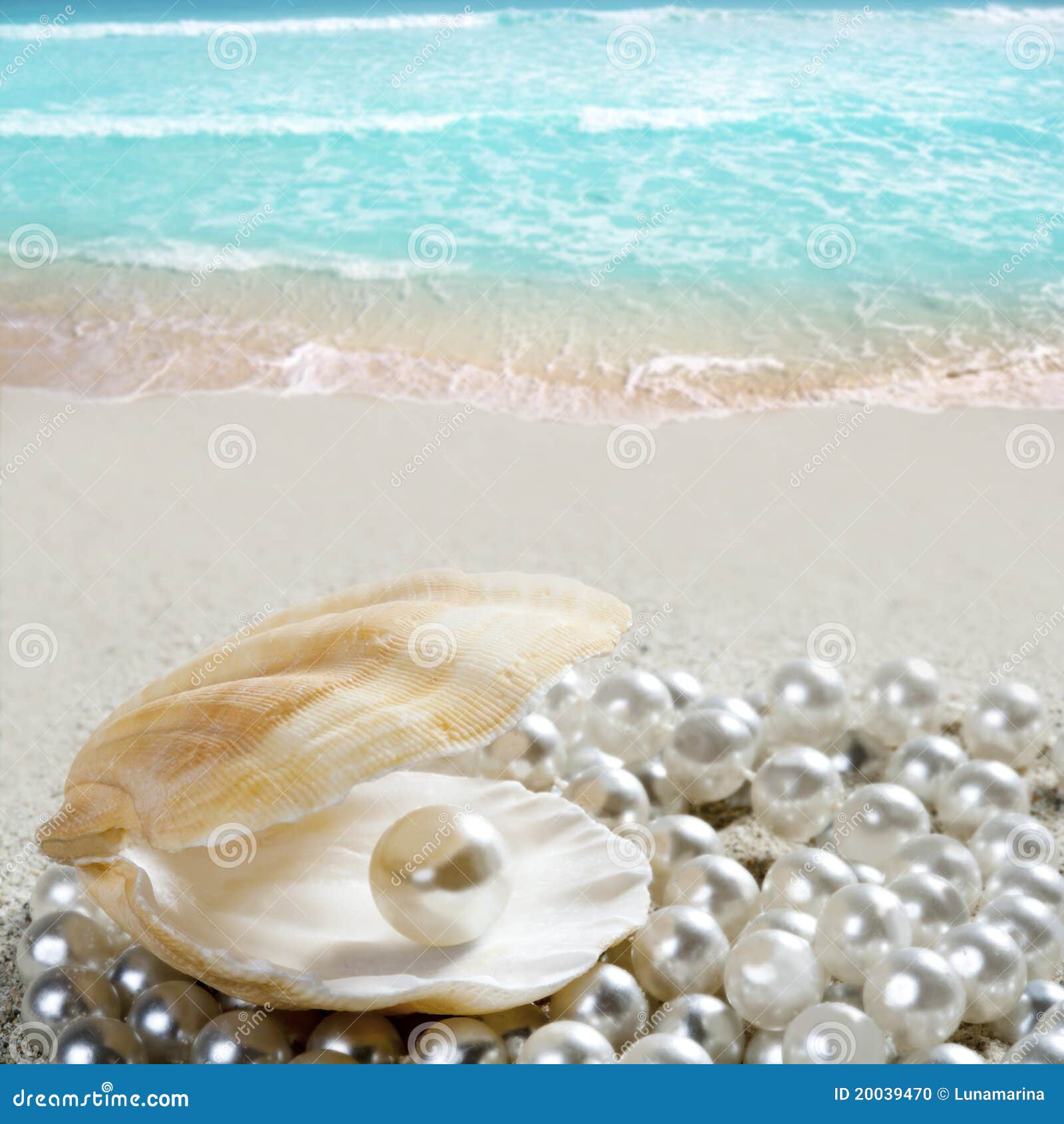 caribbean pearl on shell white sand beach tropical