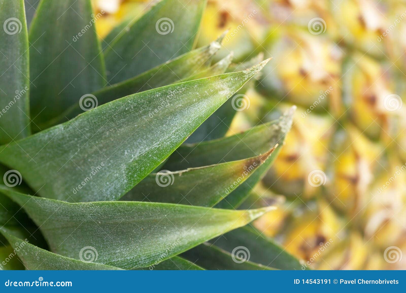 Caribbean pineapple stock image. Image of hawaii, republic 14543191